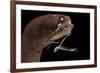 Dragonfish (Melanostomias Melanops) - Deep Sea Specimen from 2000M Depth-Solvin Zankl-Framed Photographic Print