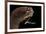 Dragonfish (Melanostomias Melanops) - Deep Sea Specimen from 2000M Depth-Solvin Zankl-Framed Photographic Print