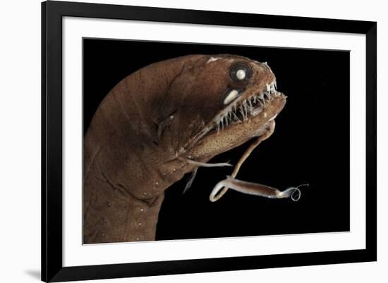 Dragonfish (Melanostomias Melanops) - Deep Sea Specimen from 2000M Depth-Solvin Zankl-Framed Photographic Print