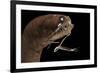 Dragonfish (Melanostomias Melanops) - Deep Sea Specimen from 2000M Depth-Solvin Zankl-Framed Photographic Print