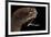 Dragonfish (Melanostomias Melanops) - Deep Sea Specimen from 2000M Depth-Solvin Zankl-Framed Photographic Print