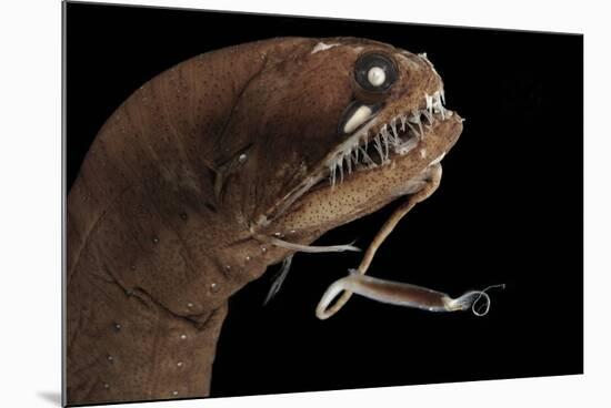 Dragonfish (Melanostomias Melanops) - Deep Sea Specimen from 2000M Depth-Solvin Zankl-Mounted Photographic Print