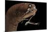Dragonfish (Melanostomias Melanops) - Deep Sea Specimen from 2000M Depth-Solvin Zankl-Mounted Photographic Print
