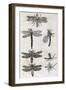 Dragonflies, 17th Century Artwork-Middle Temple Library-Framed Photographic Print