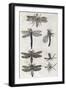 Dragonflies, 17th Century Artwork-Middle Temple Library-Framed Photographic Print