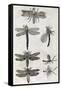 Dragonflies, 17th Century Artwork-Middle Temple Library-Framed Stretched Canvas
