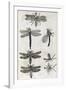 Dragonflies, 17th Century Artwork-Middle Temple Library-Framed Photographic Print