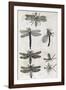 Dragonflies, 17th Century Artwork-Middle Temple Library-Framed Photographic Print