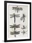 Dragonflies, 17th Century Artwork-Middle Temple Library-Framed Photographic Print