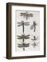 Dragonflies, 17th Century Artwork-Middle Temple Library-Framed Photographic Print