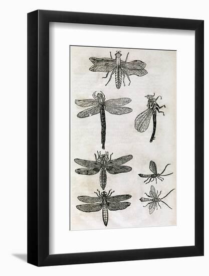 Dragonflies, 17th Century Artwork-Middle Temple Library-Framed Photographic Print