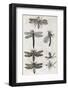 Dragonflies, 17th Century Artwork-Middle Temple Library-Framed Photographic Print