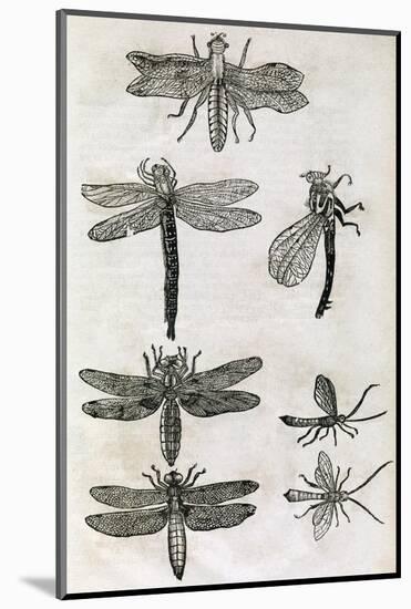 Dragonflies, 17th Century Artwork-Middle Temple Library-Mounted Photographic Print