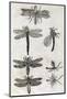 Dragonflies, 17th Century Artwork-Middle Temple Library-Mounted Photographic Print