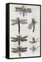 Dragonflies, 17th Century Artwork-Middle Temple Library-Framed Stretched Canvas