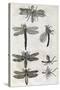 Dragonflies, 17th Century Artwork-Middle Temple Library-Stretched Canvas