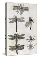 Dragonflies, 17th Century Artwork-Middle Temple Library-Stretched Canvas