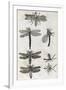 Dragonflies, 17th Century Artwork-Middle Temple Library-Framed Photographic Print