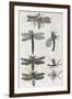 Dragonflies, 17th Century Artwork-Middle Temple Library-Framed Photographic Print