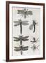 Dragonflies, 17th Century Artwork-Middle Temple Library-Framed Photographic Print