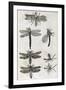 Dragonflies, 17th Century Artwork-Middle Temple Library-Framed Photographic Print