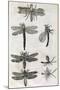 Dragonflies, 17th Century Artwork-Middle Temple Library-Mounted Photographic Print