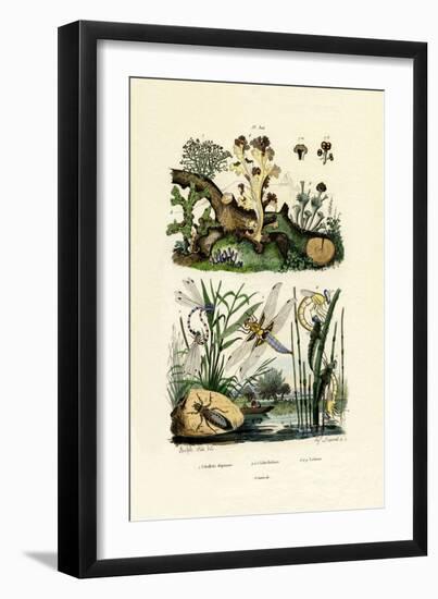 Dragonflies, 1833-39-null-Framed Giclee Print