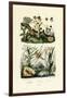 Dragonflies, 1833-39-null-Framed Giclee Print