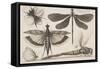 Dragonflies and a Bumble Bee-Wenceslaus Hollar-Framed Stretched Canvas