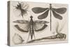 Dragonflies and a Bumble Bee-Wenceslaus Hollar-Stretched Canvas