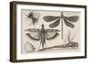 Dragonflies and a Bumble Bee-Wenceslaus Hollar-Framed Giclee Print