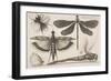 Dragonflies and a Bumble Bee-Wenceslaus Hollar-Framed Giclee Print