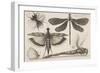 Dragonflies and a Bumble Bee-Wenceslaus Hollar-Framed Giclee Print