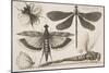 Dragonflies and a Bumble Bee-Wenceslaus Hollar-Mounted Giclee Print