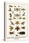 Dragonflies, Grasshopper, Crustacean, Hawk Moths, Stag Beetles, Hercules Beetles,-Albertus Seba-Stretched Canvas