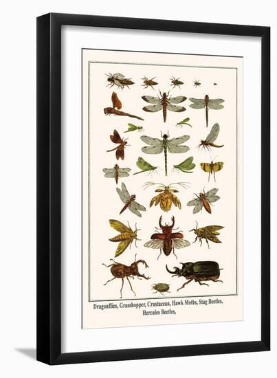 Dragonflies, Grasshopper, Crustacean, Hawk Moths, Stag Beetles, Hercules Beetles,-Albertus Seba-Framed Art Print