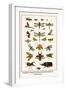 Dragonflies, Grasshopper, Crustacean, Hawk Moths, Stag Beetles, Hercules Beetles,-Albertus Seba-Framed Art Print