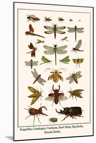 Dragonflies, Grasshopper, Crustacean, Hawk Moths, Stag Beetles, Hercules Beetles,-Albertus Seba-Mounted Art Print