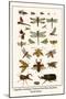 Dragonflies, Grasshopper, Crustacean, Hawk Moths, Stag Beetles, Hercules Beetles,-Albertus Seba-Mounted Art Print