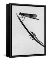 Dragonflies on Grass-null-Framed Stretched Canvas