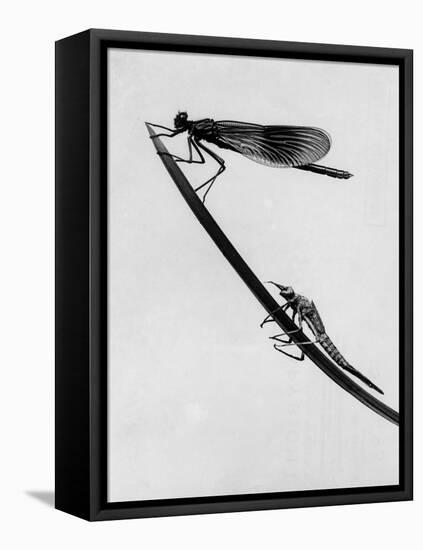 Dragonflies on Grass-null-Framed Stretched Canvas