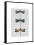 Dragonflies Print 1-Fab Funky-Framed Stretched Canvas