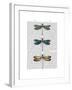 Dragonflies Print 1-Fab Funky-Framed Art Print