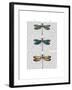 Dragonflies Print 1-Fab Funky-Framed Art Print