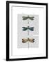 Dragonflies Print 1-Fab Funky-Framed Art Print