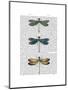 Dragonflies Print 1-Fab Funky-Mounted Art Print