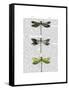 Dragonflies Print 2-Fab Funky-Framed Stretched Canvas