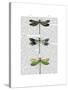 Dragonflies Print 2-Fab Funky-Stretched Canvas