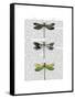 Dragonflies Print 2-Fab Funky-Framed Stretched Canvas