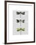 Dragonflies Print 2-Fab Funky-Framed Art Print